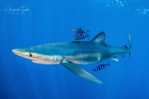 Blue Shark with pilots, Cabo San Lucas México by Alejandro Topete 